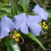 Commelina undulata R.Br.